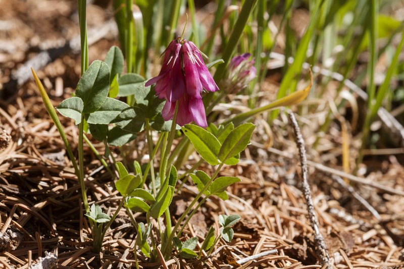 Brandegee's Clover photo 2