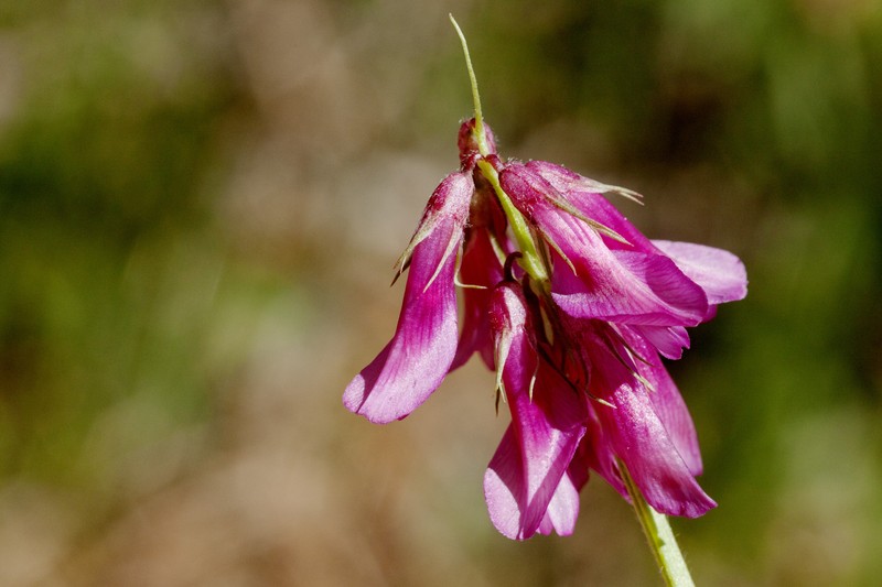Brandegee's Clover photo 3