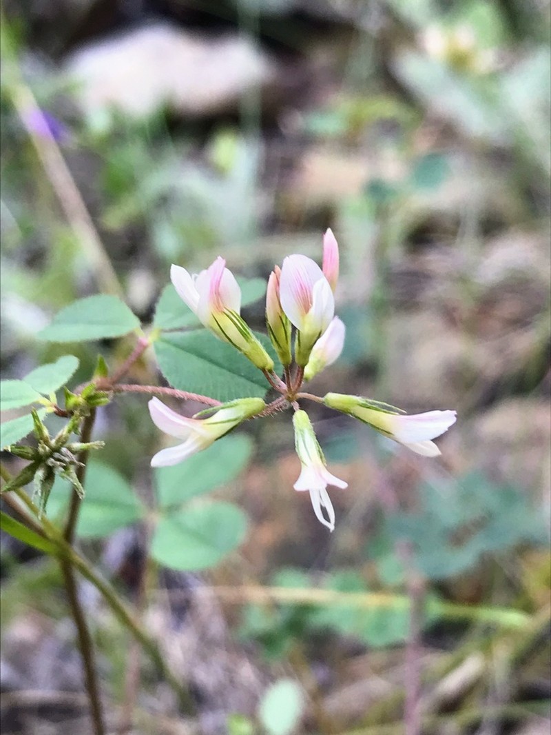 Forest Clover