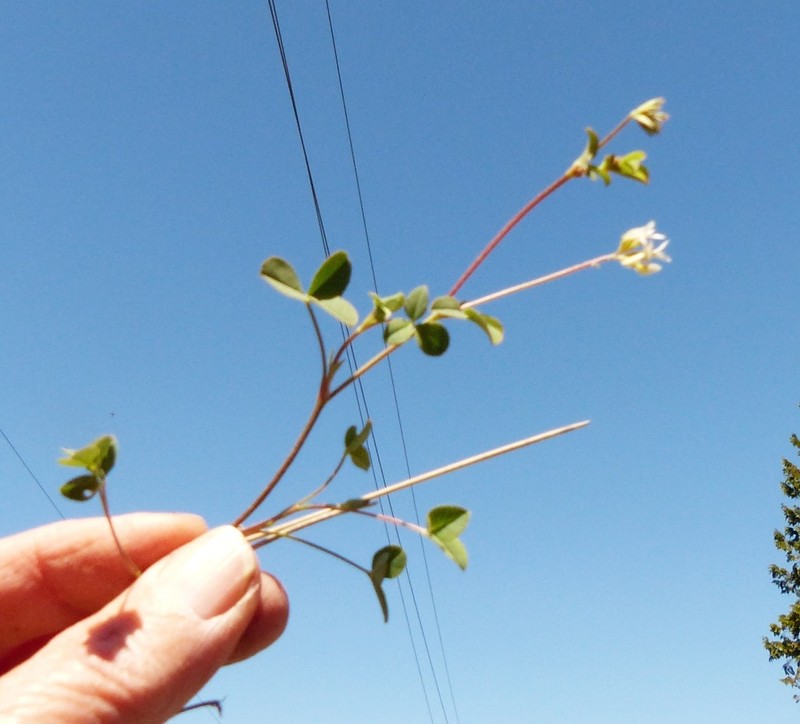 Forest Clover photo 2