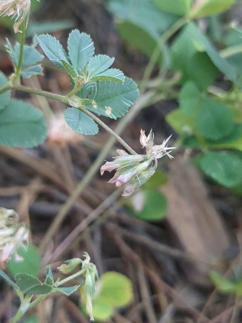 Forest Clover photo 3
