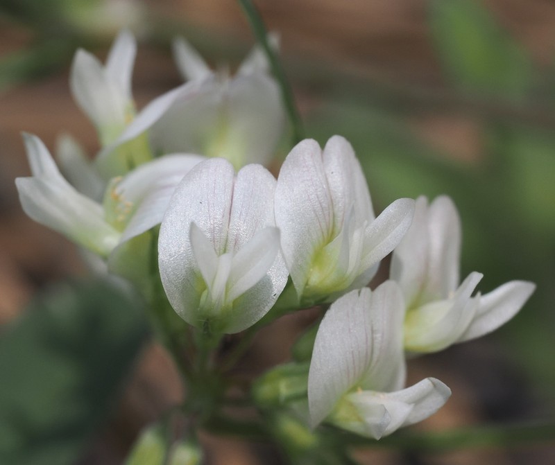 Forest Clover photo 4