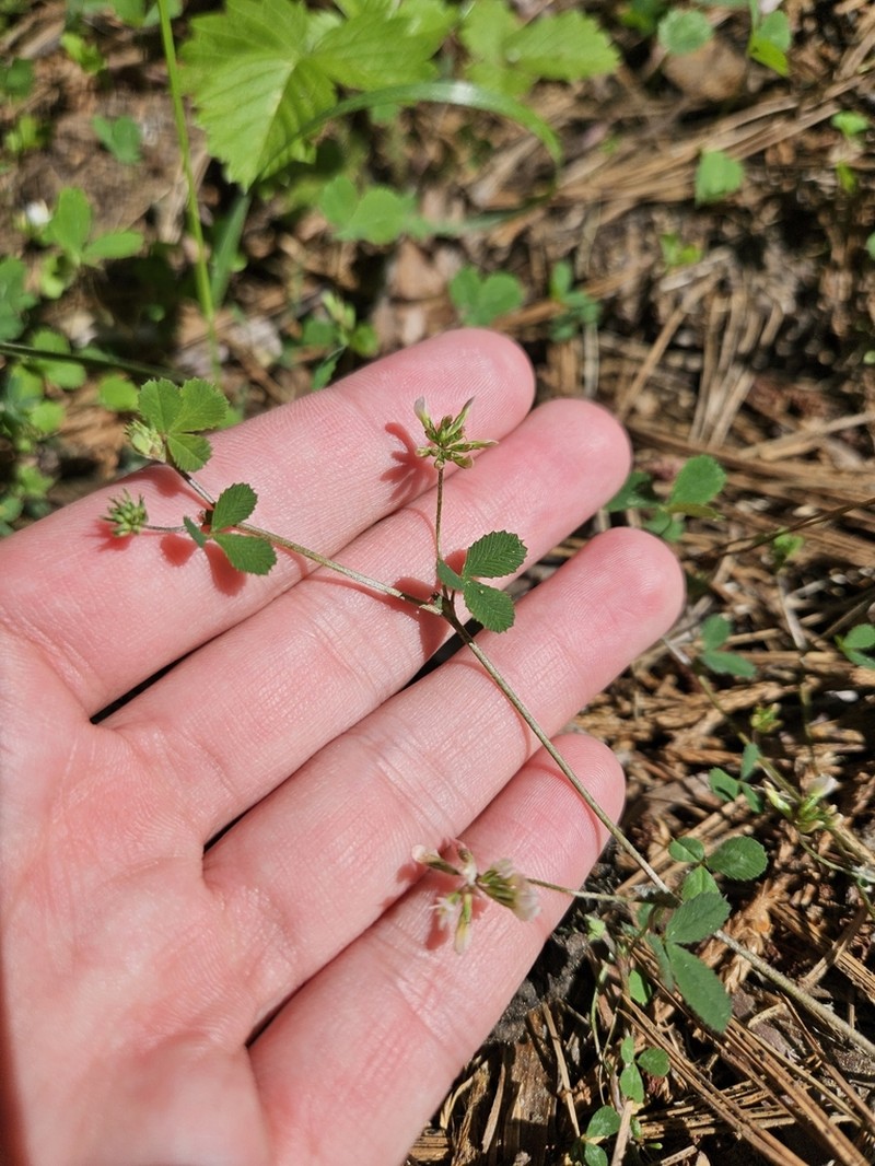 Forest Clover photo 5