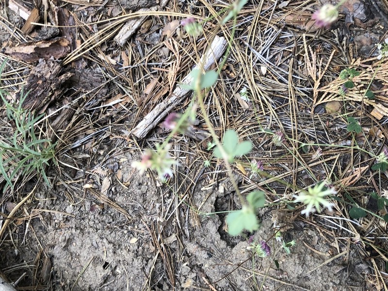 Forest Clover photo 6