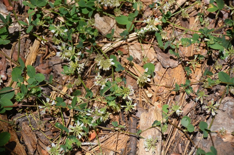 Forest Clover photo 7