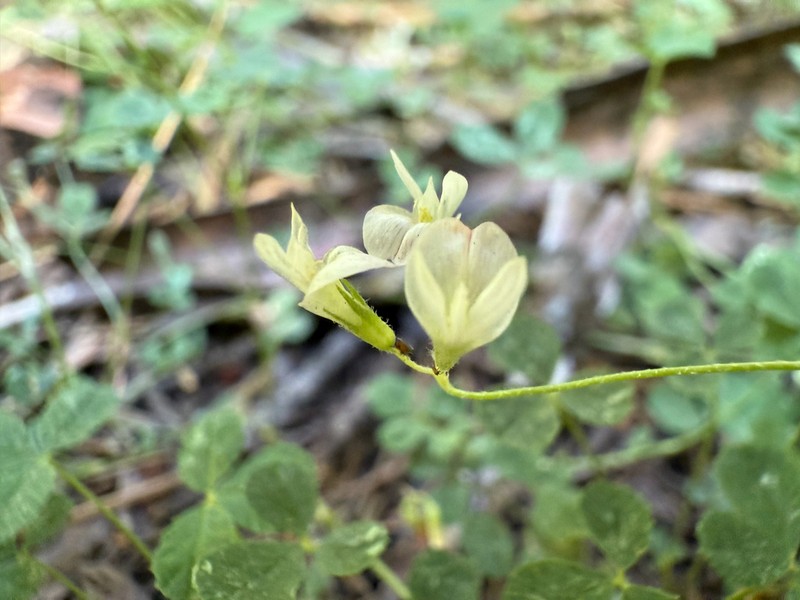 Forest Clover photo 8