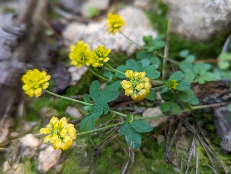Trifolium brutium