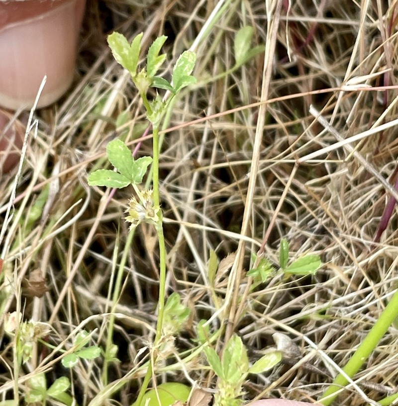 Santa Cruz Clover