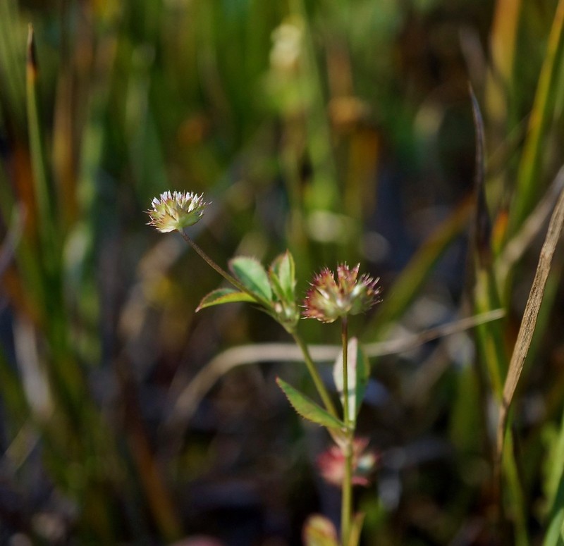 Santa Cruz Clover photo 2