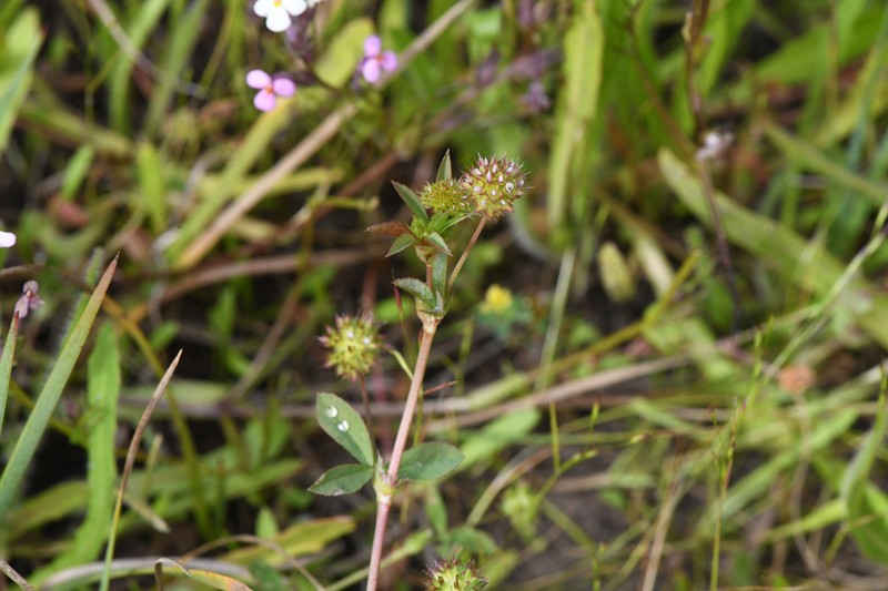 Santa Cruz Clover photo 3