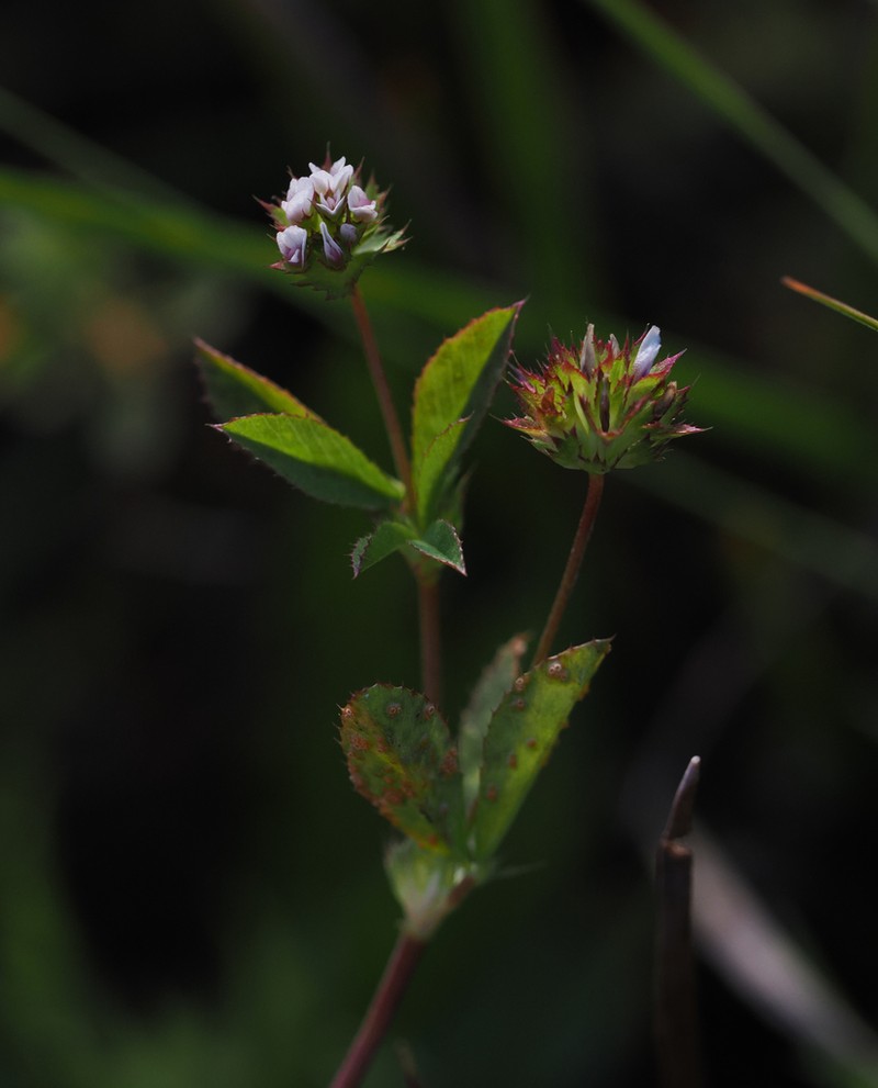 Santa Cruz Clover photo 4