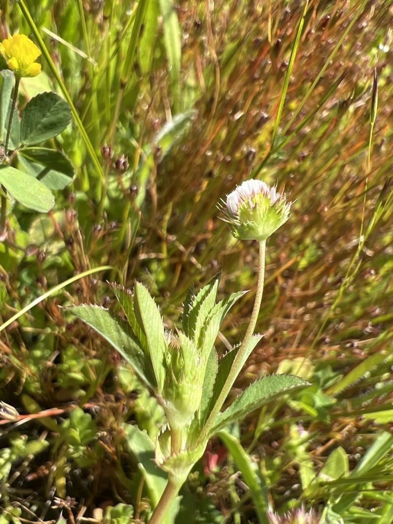 Santa Cruz Clover photo 5