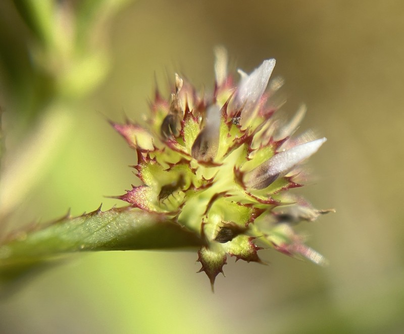 Santa Cruz Clover photo 6