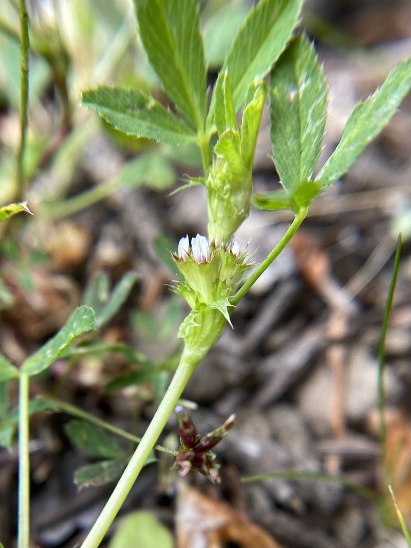 Santa Cruz Clover photo 7