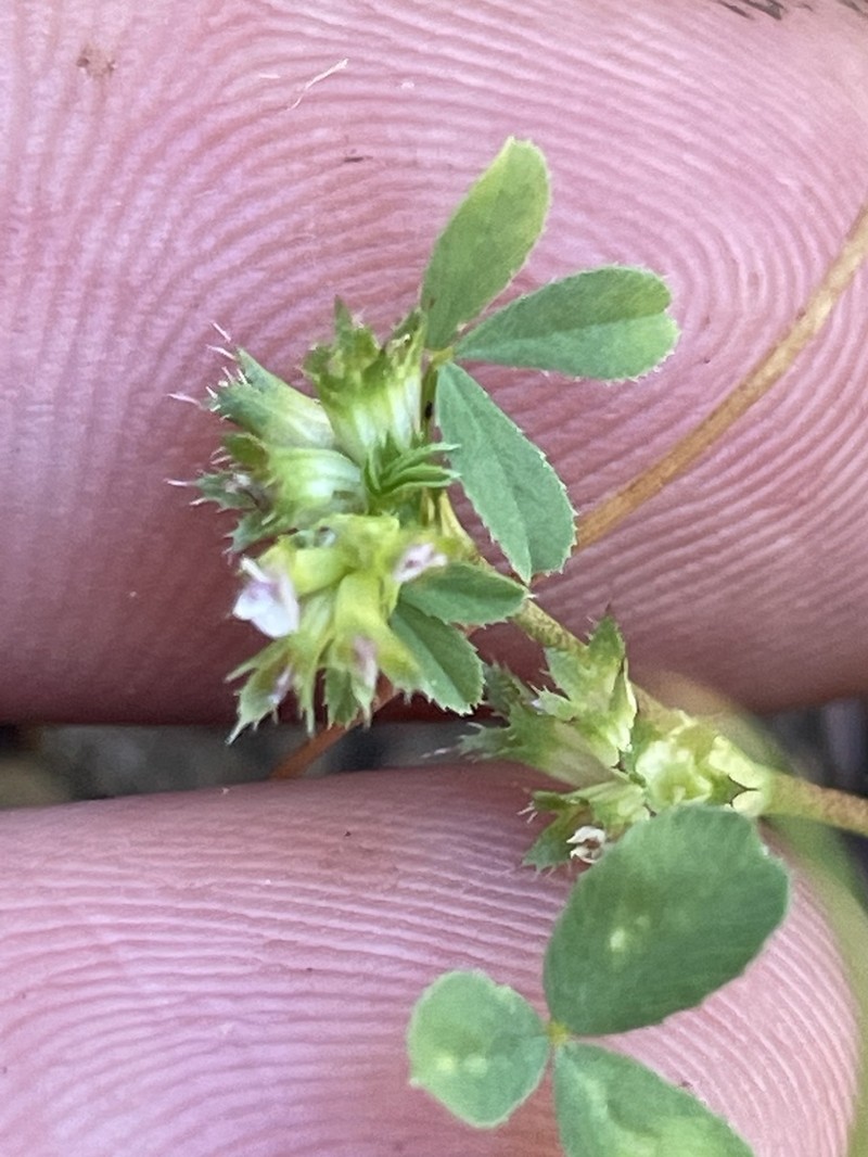 Santa Cruz Clover photo 8