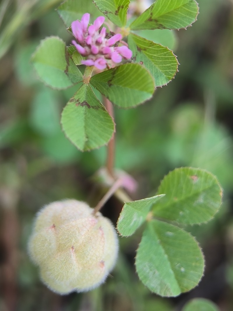 Trifolium bullatum