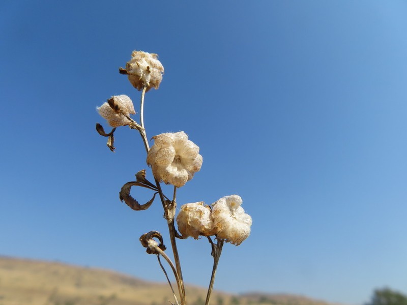 Trifolium bullatum photo 2