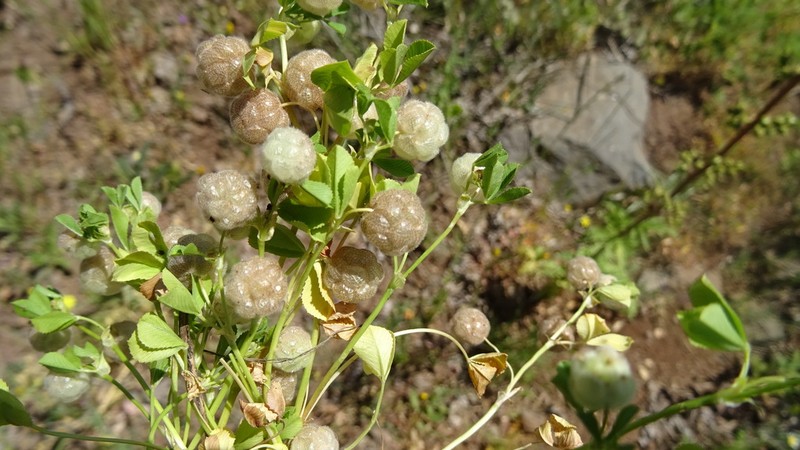 Trifolium bullatum photo 3