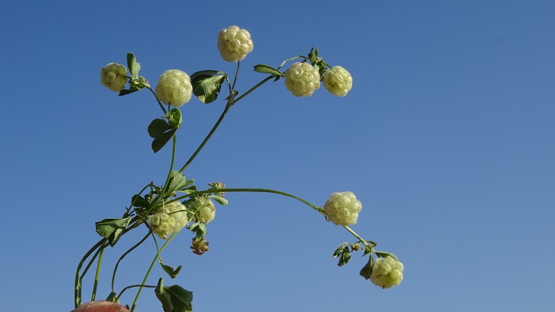 Trifolium bullatum photo 4