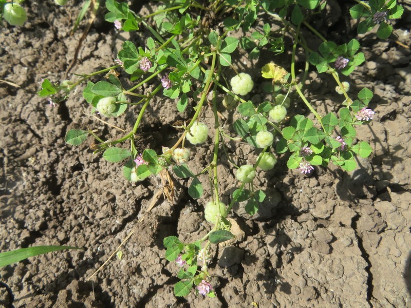 Trifolium bullatum photo 5