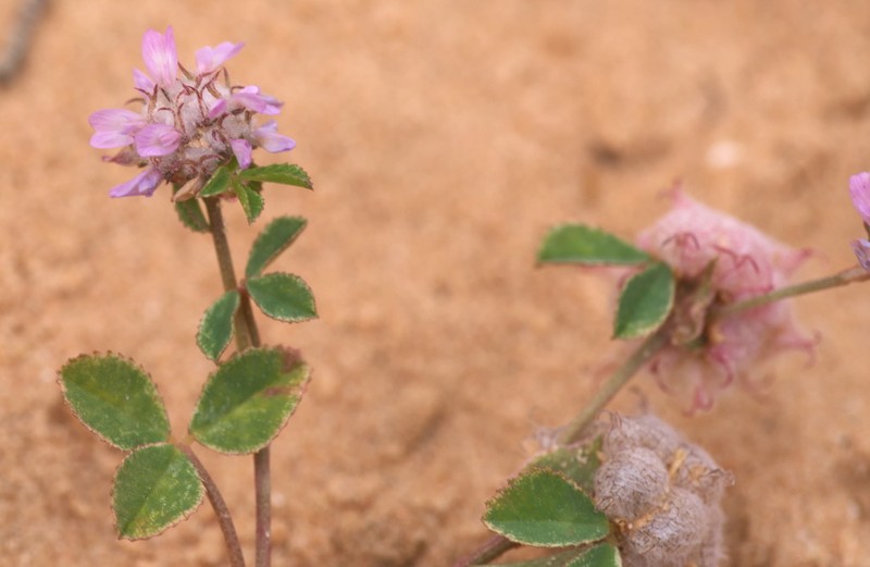 Trifolium bullatum photo 6