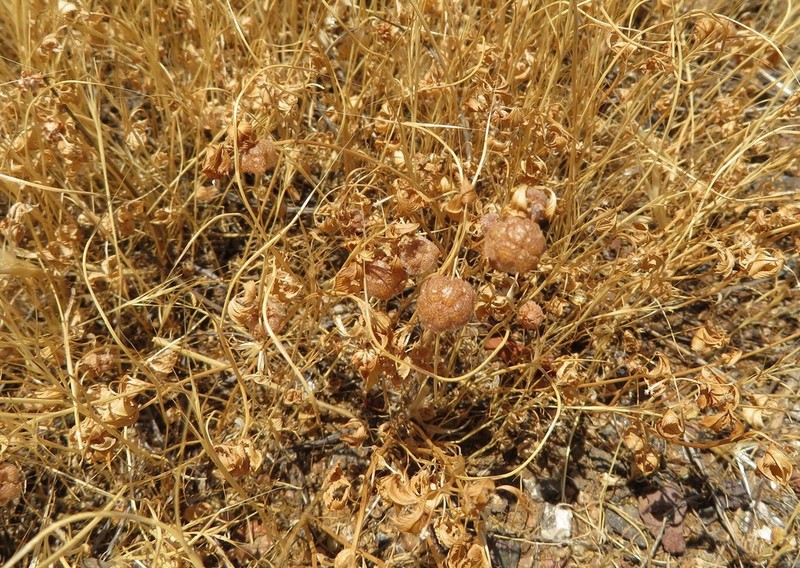 Trifolium bullatum photo 7