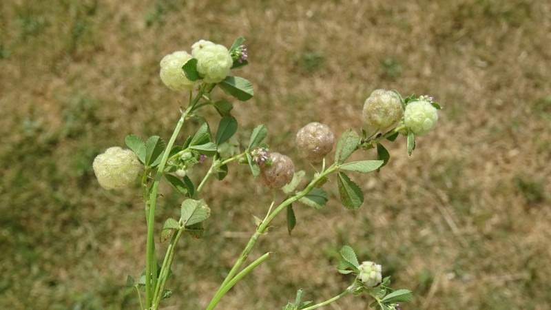 Trifolium bullatum photo 8