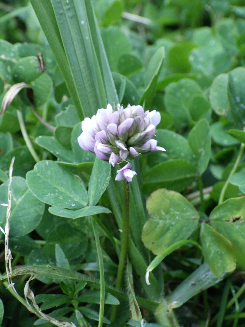 Burchell's Clover photo 3