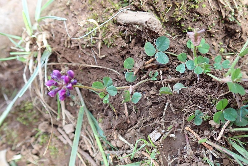 Burchell's Clover photo 4