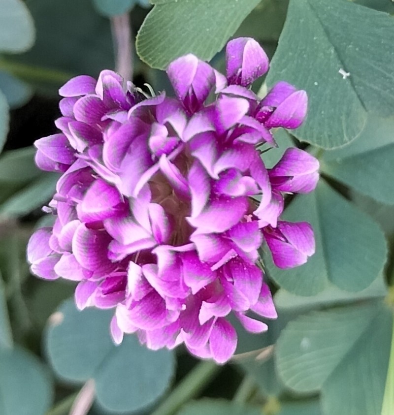 Burchell's Clover photo 5