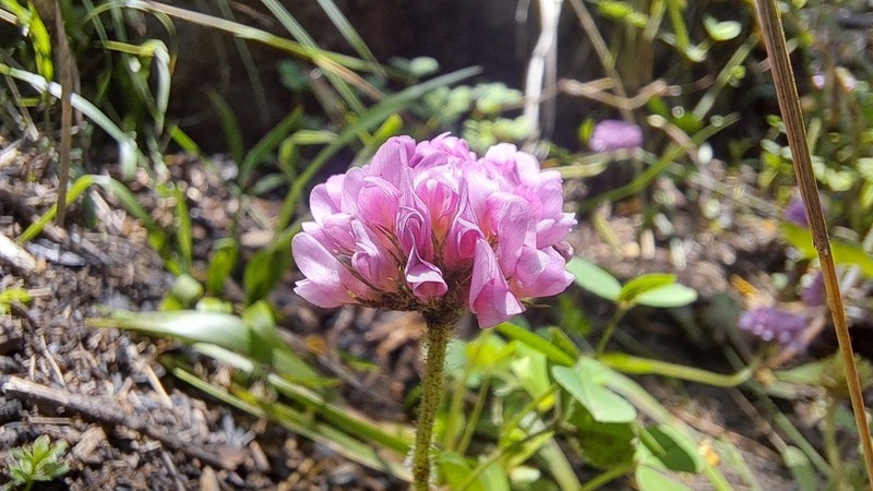 Burchell's Clover photo 6