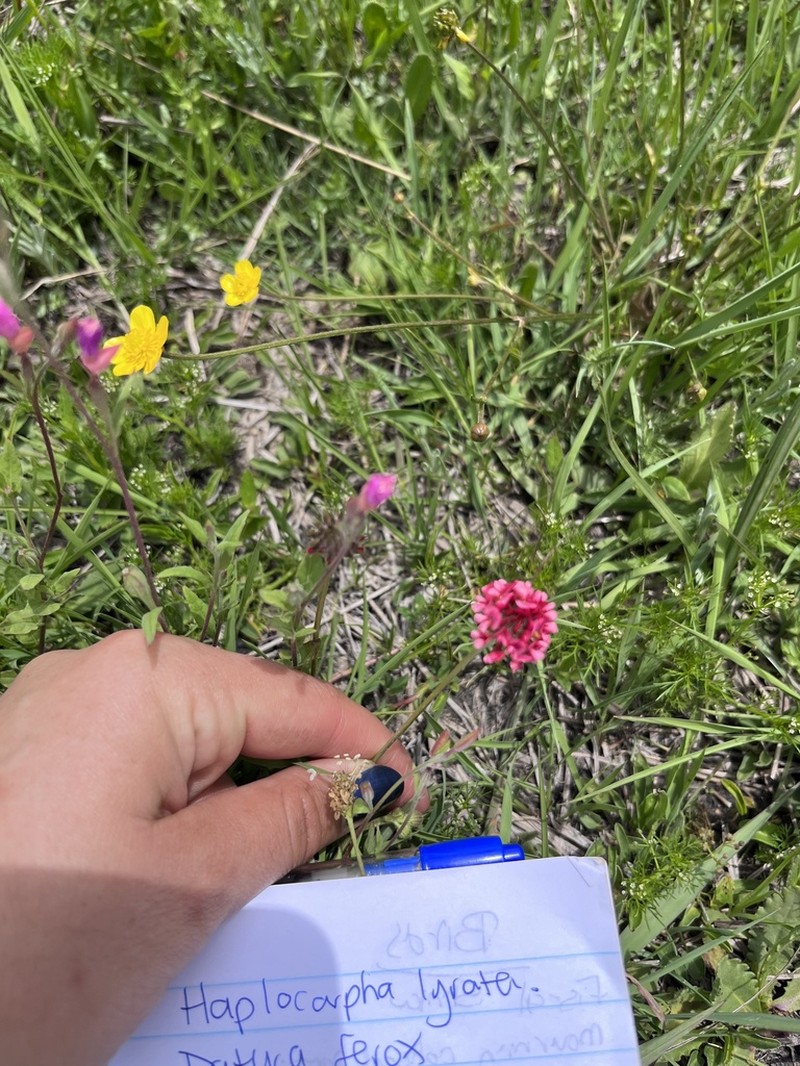 Burchell's Clover photo 7