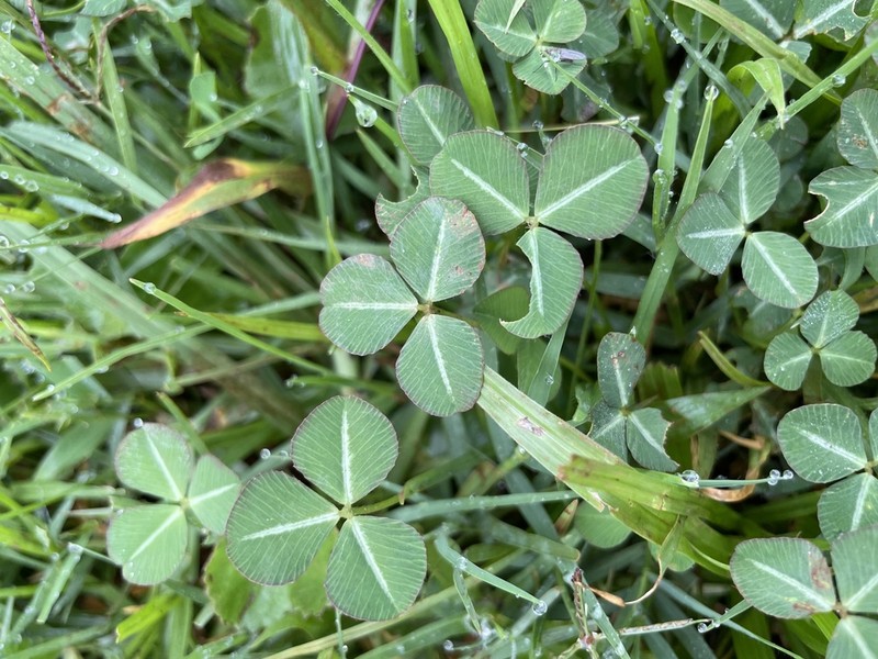 Burchell's Clover photo 8