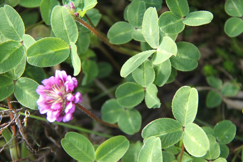 Burchell's Clover