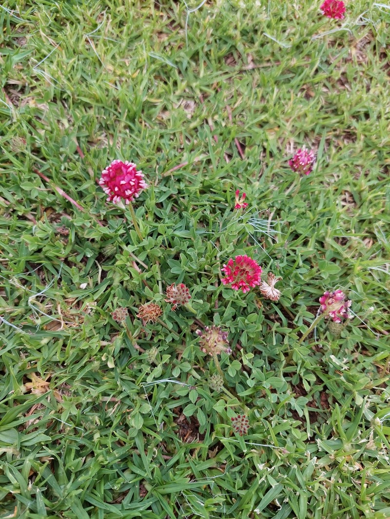 Trifolium burchellianum subsp. burchellianum