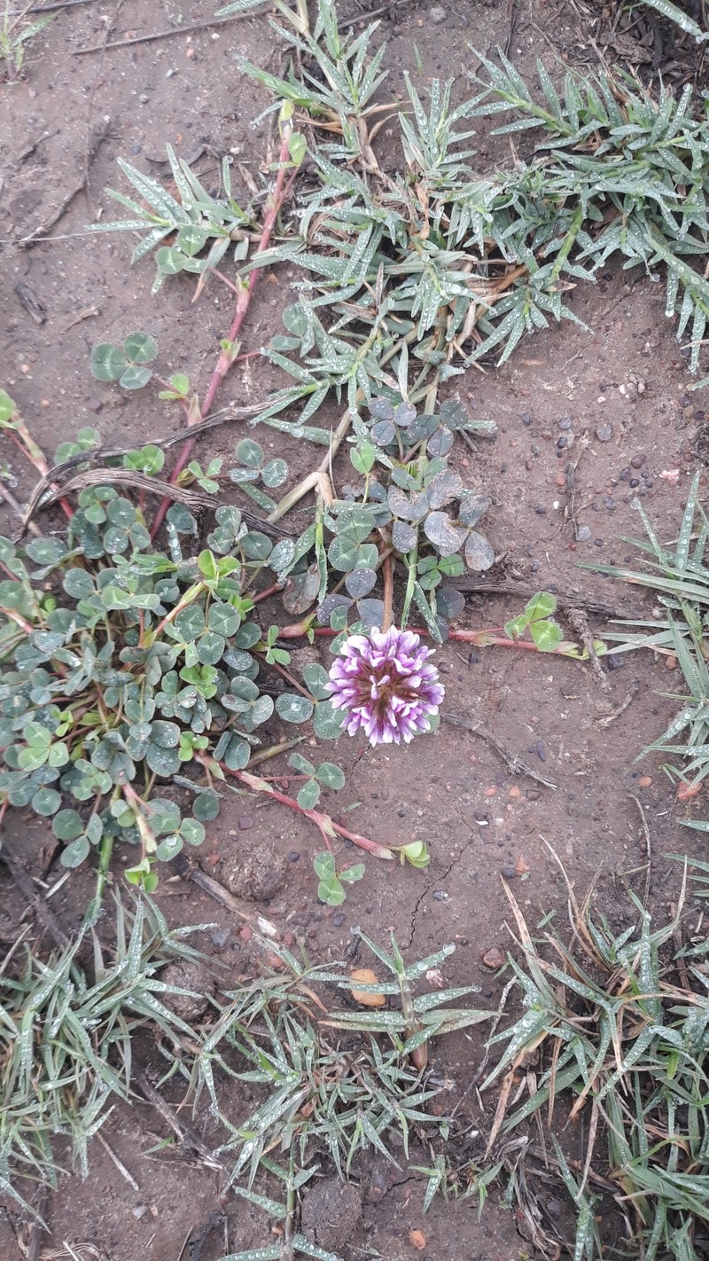 Trifolium burchellianum subsp. burchellianum photo 2