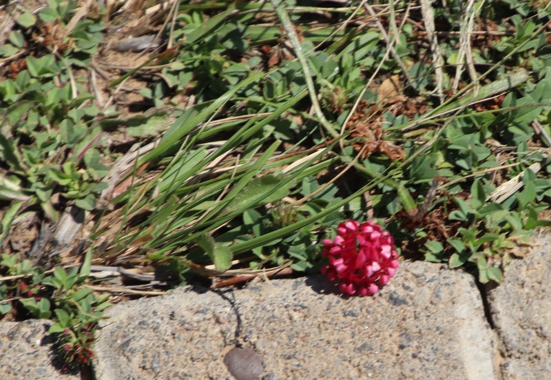 Trifolium burchellianum subsp. burchellianum photo 4