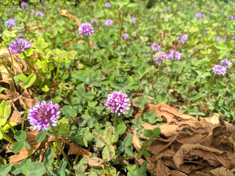 Trifolium burchellianum subsp. johnstonii photo 2