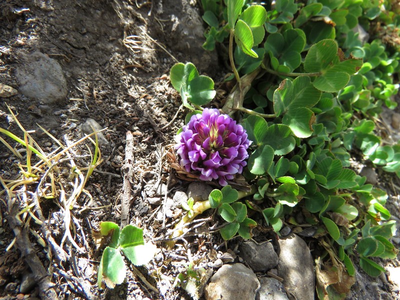 Trifolium burchellianum subsp. johnstonii photo 3