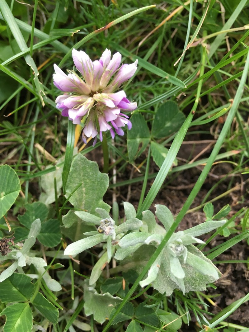 Trifolium burchellianum subsp. johnstonii photo 4