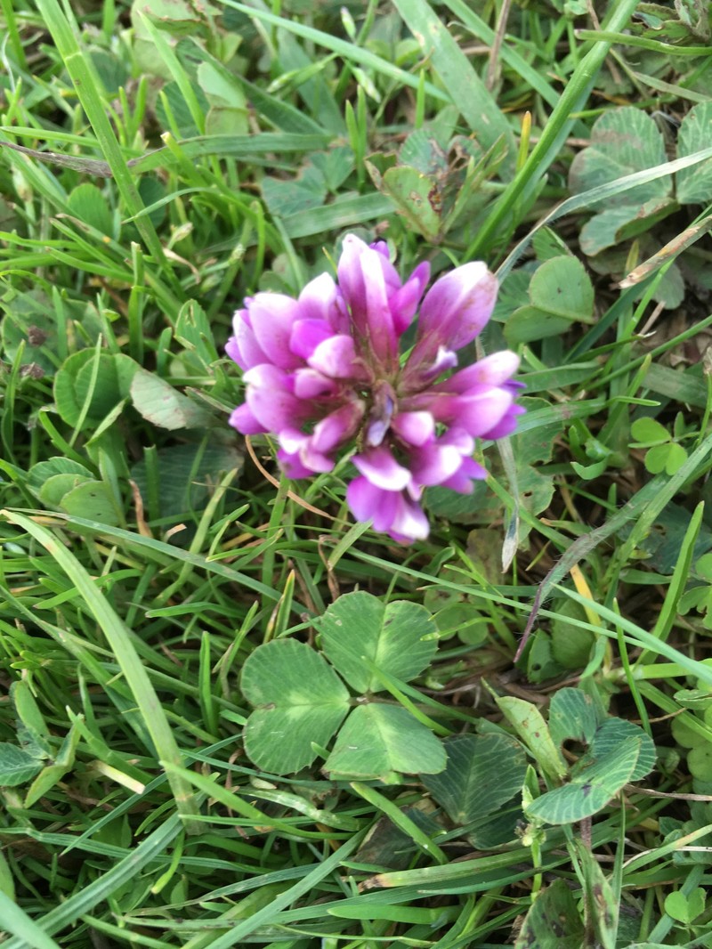 Trifolium burchellianum subsp. johnstonii photo 5