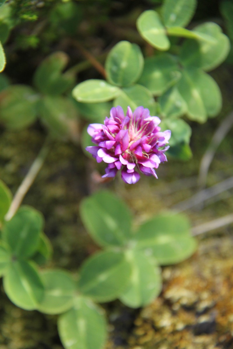 Trifolium burchellianum subsp. johnstonii