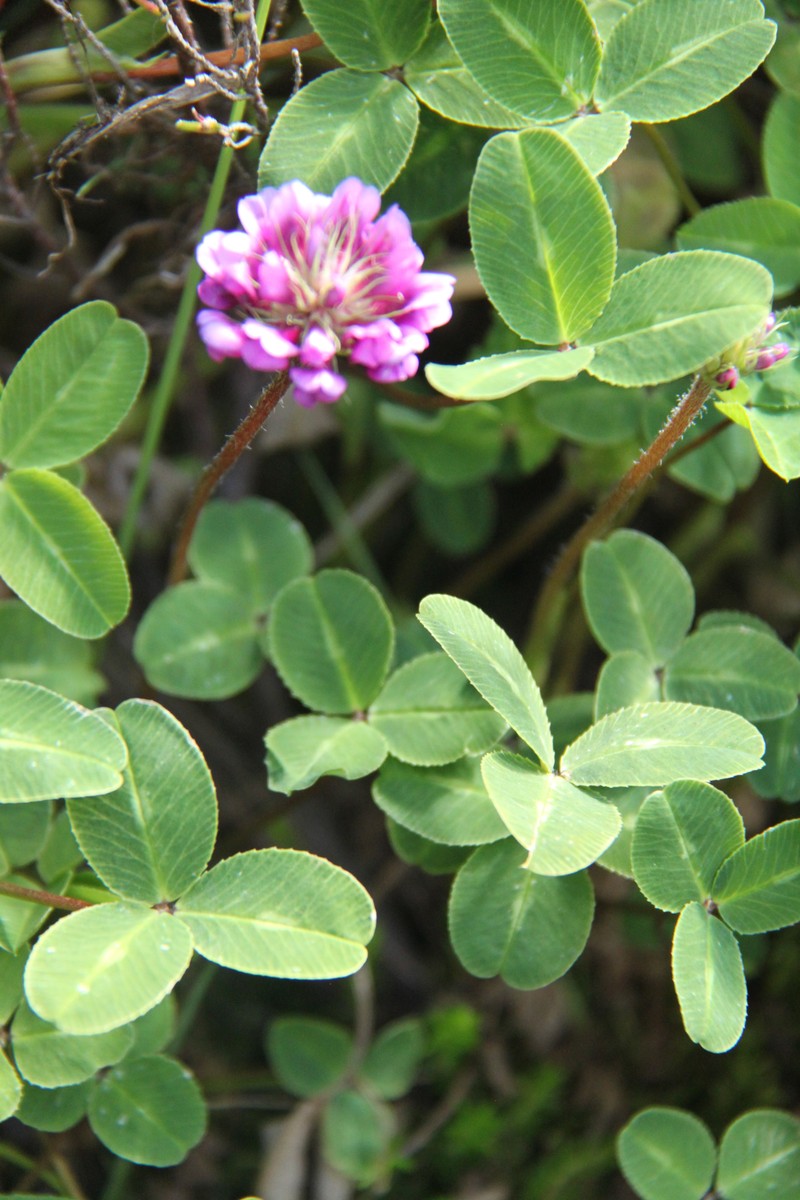 Trifolium burchellianum subsp. johnstonii photo 6