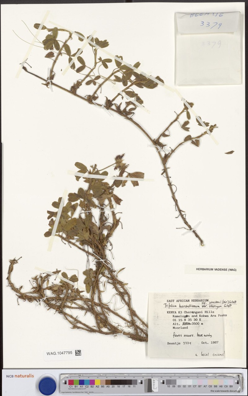 Trifolium burchellianum var. oblongum