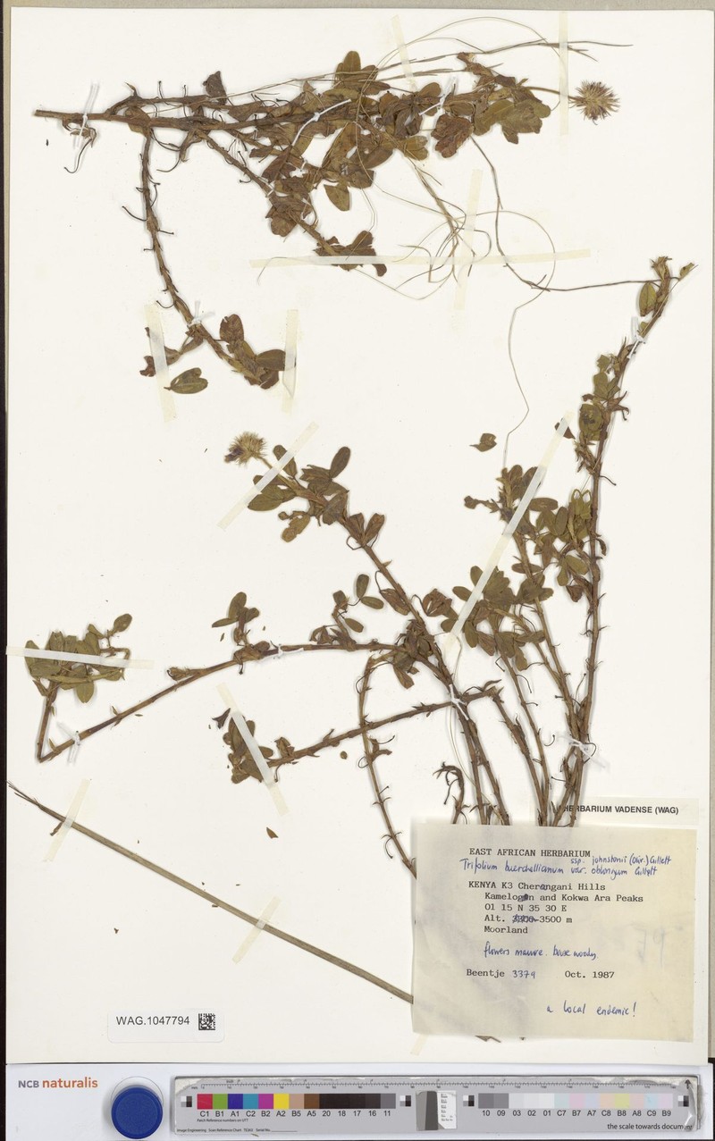 Trifolium burchellianum var. oblongum photo 2