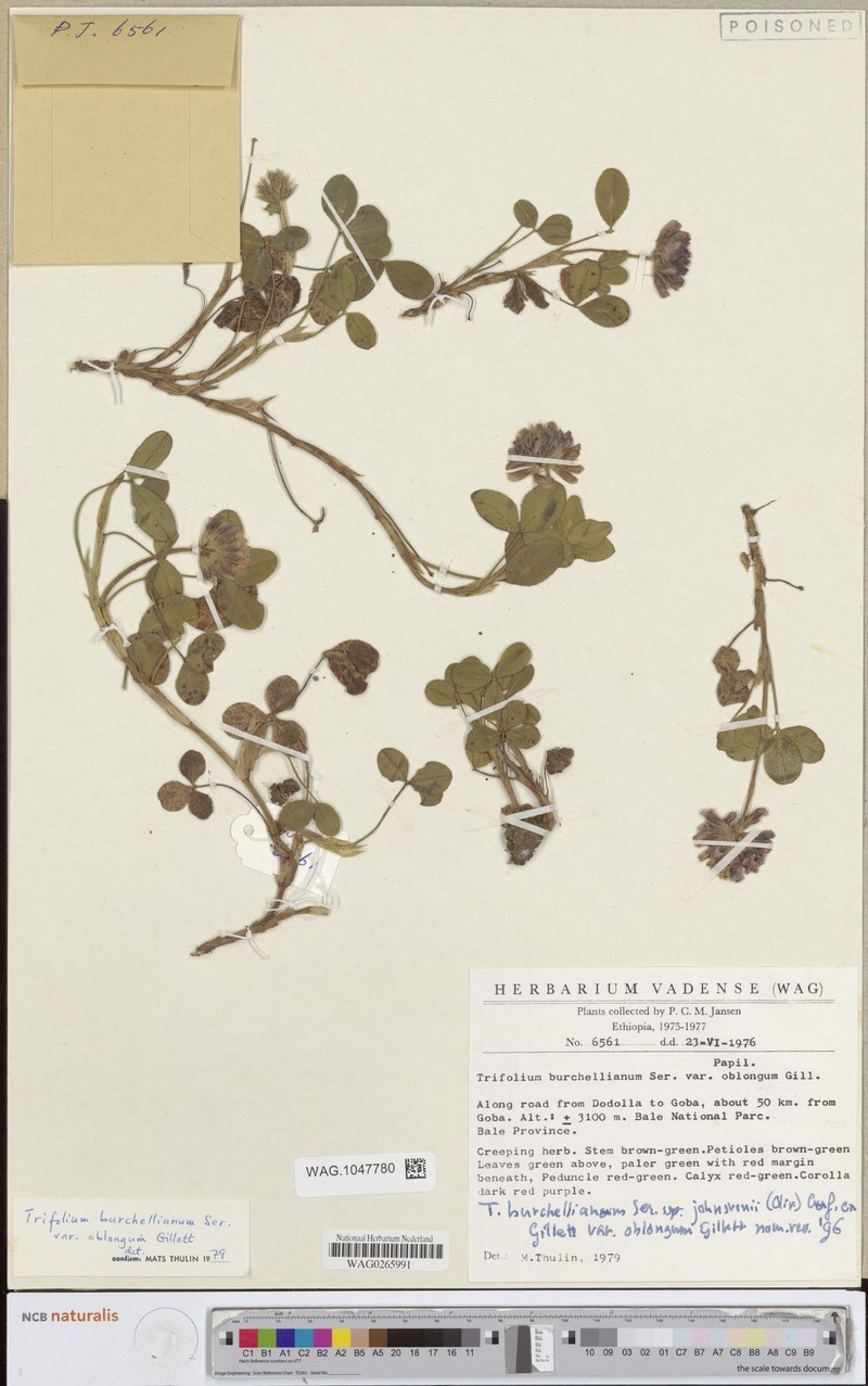 Trifolium burchellianum var. oblongum photo 3