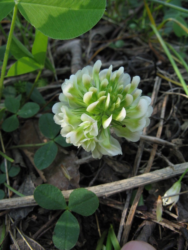 Running Glade Clover photo 2