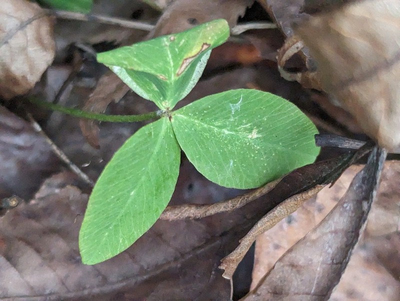 Running Glade Clover photo 4