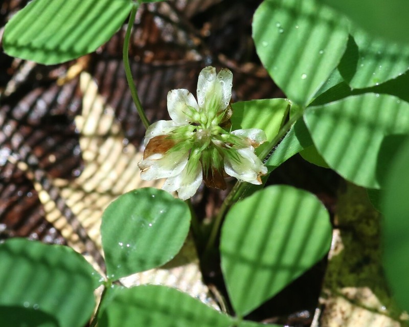 Running Glade Clover photo 5