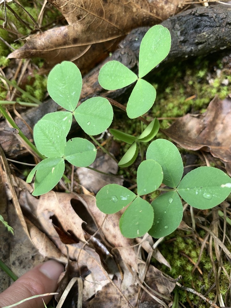 Running Glade Clover photo 6